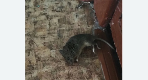 Дезинфекция от мышей в Теплом Стане города Москвы